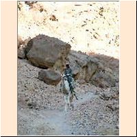 Sinai045 - Wadi Zawitin.jpg